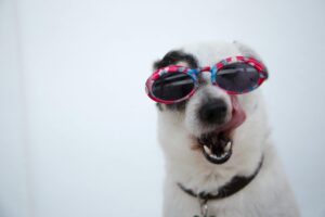 Cachorro feliz com careta engraçada usando óculos