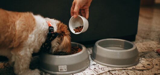 O que cachorro pode comer além da ração?